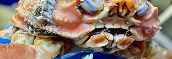 İnsan Gibi Dişlere Sahip Yengeç Görenleri Hayrete Düşürdü