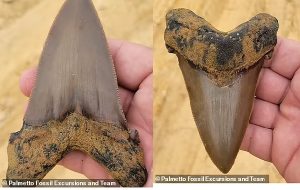 Budding paleontologist, 8, digs up 5-inch prehistoric shark tooth on a fossil hunt with his family: 'Find of a lifetime' is from a megalodon relative that grew to 31ft and lived 22 million years ago