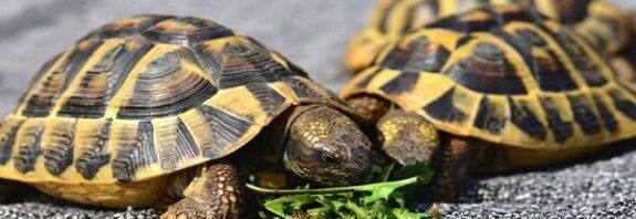 Küresel Isınma Yüzünden Neredeyse Bütün Deniz Kaplumbağaları Dişi Oluyor