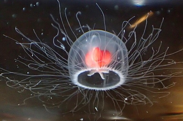 Genetikçiler Ölümsüz Denizanasının Sırrını Çözdü Bir Sonraki Adım İnsanlar