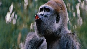 Gorillas Have Invented A Unique Vocalization To Get Zookeeper s Attention