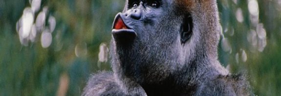 Gorillas Have Invented A Unique Vocalization To Get Zookeeper s Attention