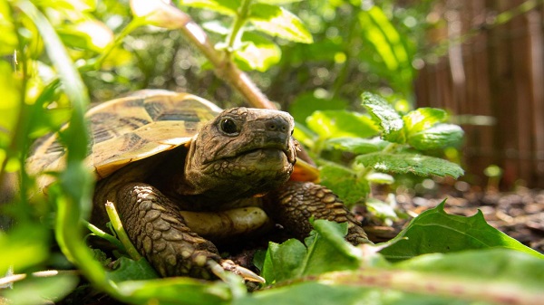 İnsanların Ataları Milyonlarca Yıl Önce Kaplumbağaları Yeryüzünden Silmiş Olabilir