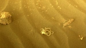 NASA Mars taki Uzaylı Yosununun Sırrını Çözdü