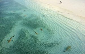 Rare shark shown walking in video