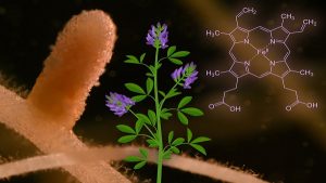 Scientists İdentify A Plant Molecule That Sops Up İron-Rich Heme