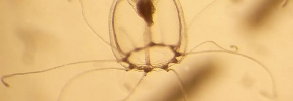 The Genetics That Make One Animal Immortal Have Been Revealed