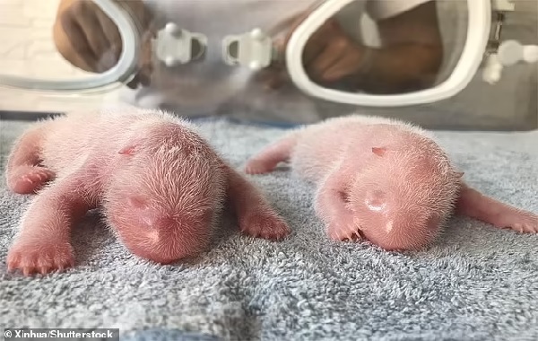 Twin giant pandas that were born through artificial insemination at a China breeding center offer hope for the once-endangered animal that has struggled to survive climate change and loss of habitat