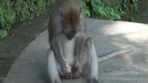 With Little Else to Do in Bali Monkeys Have Found a Way to Make Sex Toys