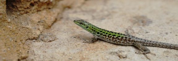 Yüksek Sıcaklıklar Kertenkelelerin Yaşlı Doğmasına Yol Açıyor