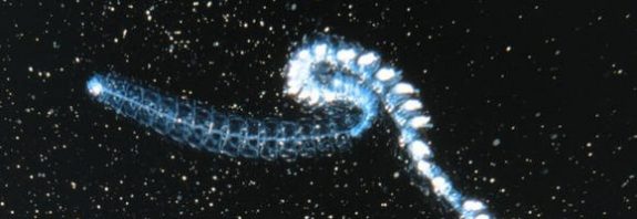 Siphonophore is The Longest Animal Ever Discovered