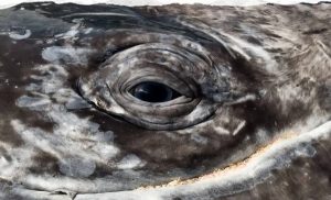 Balinaların Gözlerinde Karanlıkta Gören Kadim Bir Yaratık Saklı