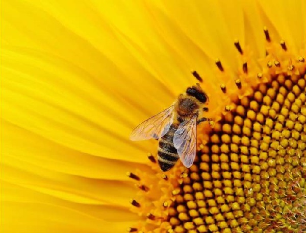 Modern pesticides damage the brain of bees so they can t move in a straight line