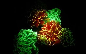 A Mystery Solved: Why Does Coral Glow?