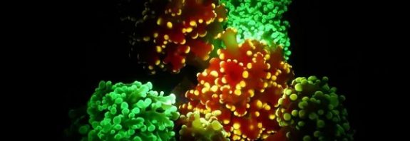 A Mystery Solved: Why Does Coral Glow?
