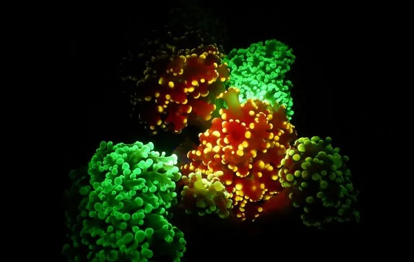 A Mystery Solved: Why Does Coral Glow?