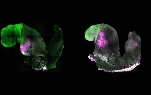 Laboratuvarda Canlı