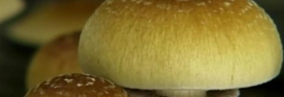 Halüsinatif Bir Madde