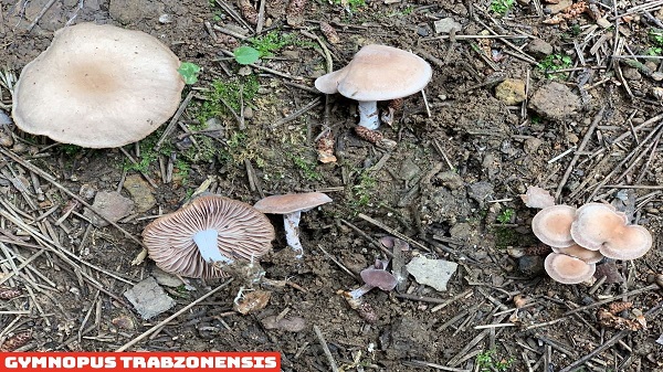 Karadeniz de 20 Yeni Mantar Türü Keşfedildi