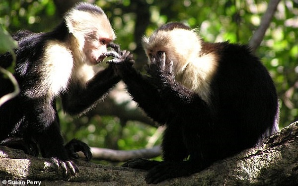 Kız gücü! Kadın Arkadaşları Olan Dişi Maymunlar Daha Uzun Yaşıyor