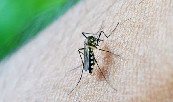 Sivrisineklerin İnsan Kokusunu Nasıl Ayırt Ettiği Belirlendi
