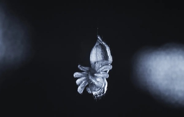 Spiders may dream and have REM-like sleep stages, just like humans