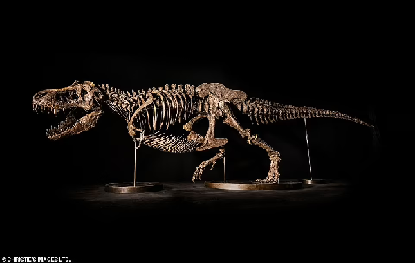 Shen the T. rex to go under the hammer in Asia: 'Scientifically-important' 40-foot dinosaur skeleton could fetch up to $25 MILLION at auction