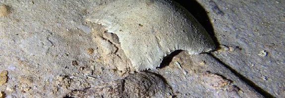 Cave diver finds 8,000-year-old human SKELETON that hasn't been seen since the last ice age in remote Mexican jungle 26 feet underwater