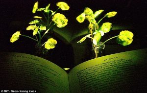 MIT Just Created Living Plants That Glow Like A Lamp, And Could Grow Glowing Trees To Replace Streetlights