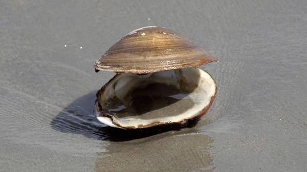 Yüzlerce Yıl Önce Dünya Neden Mini Buz Devrine Döndü İstiridyeler Anlatıyor