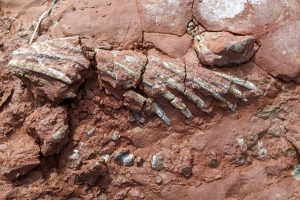 Köpeğiyle Çıktığı Yürüyüşte Dinozorlardan Önce Yaşamış Bir Canlının Fosilini Buldu