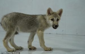 World s first cloned Artic wolf is born in China Pup named Maya is created using a donor cell from another of its kind and an embryo that was implanted in the womb of a beagle