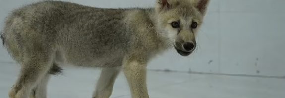 World s first cloned Artic wolf is born in China Pup named Maya is created using a donor cell from another of its kind and an embryo that was implanted in the womb of a beagle
