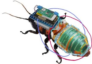 Bilim İnsanları Yarı Robot Yarı Hamam Böceği Üretti Uzaktan Kumandayla Kontrol Edilebiliyor