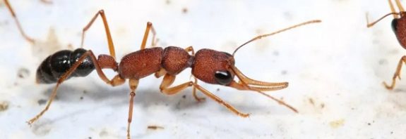These ant queens live 500% longer than workers. Now we know why.