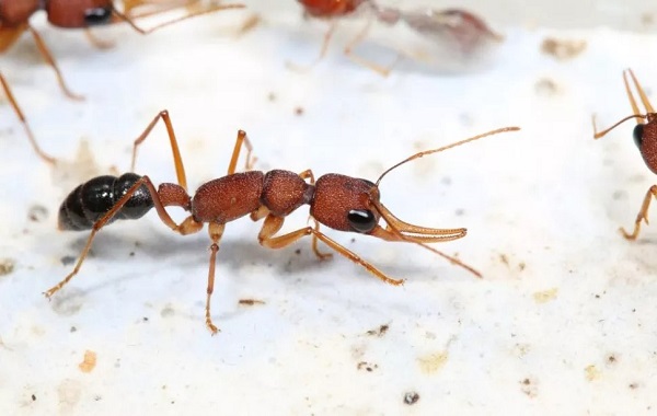 These ant queens live 500% longer than workers. Now we know why.