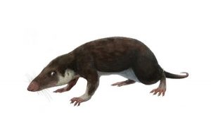 Tüm Memelilerin 180 Milyon Yıl Önce Ortak Bir Atadan Geldiği Bulundu