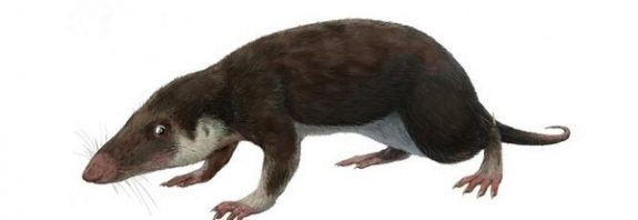 Tüm Memelilerin 180 Milyon Yıl Önce Ortak Bir Atadan Geldiği Bulundu