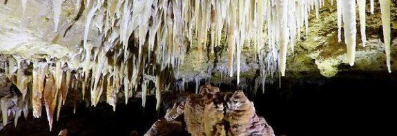 Fossil-Filled Australian Caves May Be 500,000 Years Older Than We Thought, Study Finds