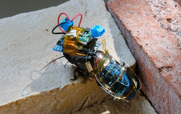 Cyborg Cockroaches With Solar-Powered Backpacks Could One Day Help In Search And Rescue