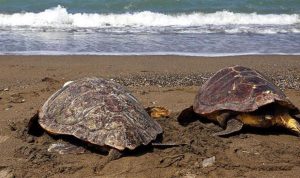 Eti Kemiği Ve Kabuğu İçin 30 Yılda 1.1 Milyon Deniz Kaplumbağası Öldürüldü