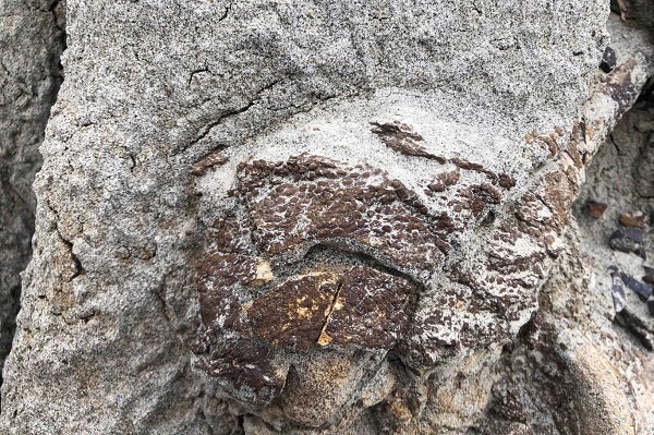 Bilim İnsanları Çok İyi Korunmuş Bir "Dinozor Mumyası" Bulduklarını Açıkladı