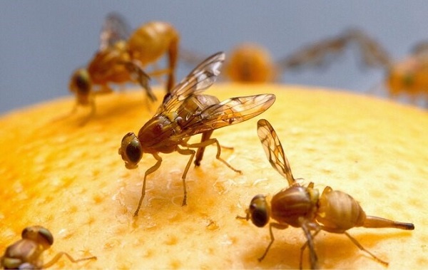 Dişi Meyve Sinekleri Erkekler İçin Savaşıyor: Ama Sadece Bakire Olanlar