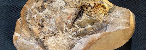 Avustralyalı Bilim İnsanları Dünyanın En Eski Kalbini Buldu
