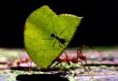 Bilim İnsanları "Dünya da Kaç Karınca Var" Sorusunu Yanıtladı