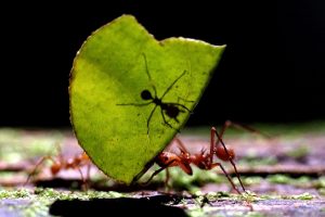Bilim İnsanları "Dünya da Kaç Karınca Var" Sorusunu Yanıtladı