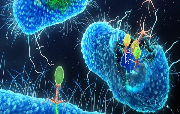 Scientists Created 'Living' Synthetic Cells by Harvesting Bacteria For Parts