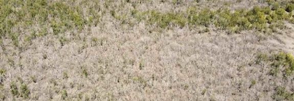 What caused the world’s largest die-off of mangroves? A wobble in the Moon’s orbit is partly to blame