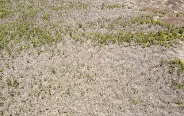 What caused the world’s largest die-off of mangroves? A wobble in the Moon’s orbit is partly to blame