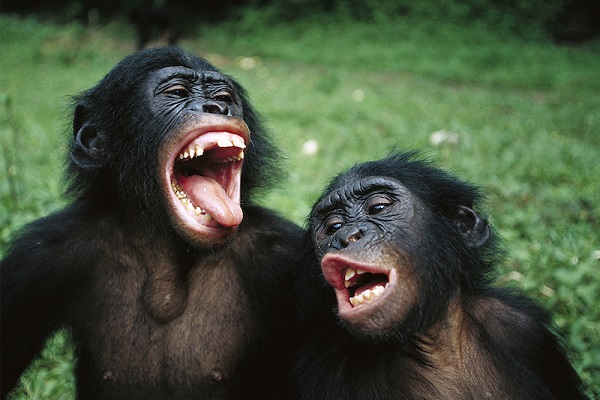 Basit Boğazımız Sayesinde Sesimiz Şempanze Gibi Çıkmıyor